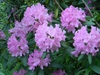 Rhododendron catawbiense 'Roseum Elegans'