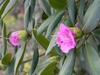 Rhododendron catawbiense 'Roseum Elegans'