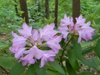 Rhododendron catawbiense