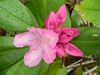 Rhododendron catawbiense 'Roseum Elegans'