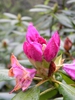 Rhododendron catawbiense 'Roseum Elegans'