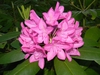 Rhododendron catawbiense 'Roseum Elegans'