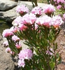 Rhododendron minus var. Chapmanii