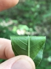 Underside of leaf