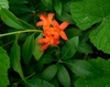 Stem, leaves, flower