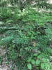 Form