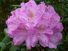 Rhododendron 'Dr. A. Blok' flower in spring in Moore County