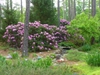 Rhododendron 'Dr. A. Blok' in spring in Moore County