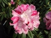 Close-up of a cluster of pink Rhododendron-type flowers.