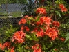 Form in bloom