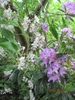 Rhododendron hybrida