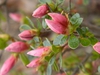 Rhododendron indicum 'Coral Bells'