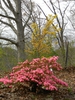 Rhododendron indicum 'Coral Bells'