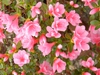 Rhododendron indicum 'Coral Bells'