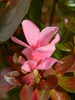 Rhododendron indicum 'Coral Bells'