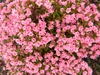 Rhododendron indicum 'Coral Bells'