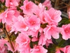 Rhododendron indicum 'Coral Bells'