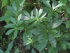 shrub with ovate leaves.