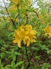 Yellow azalea-like flowers