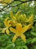 Yellow azalea-like flower