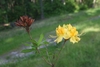 Branch with clusters of yellow flowers & brown capsules.