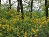 Shrub with yellow azalea-like flowers