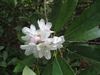 Rhododendron maximum