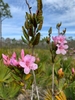 Cluster of pink azalea-like flowers