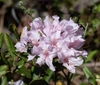 Cluster of pink azalea-like flowers