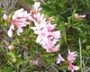 Cluster of pink azalea-like flowers