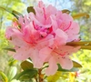 Cluster of pink azalea-like flowers