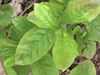 Leaves