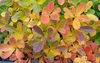 Fall Color Leaf