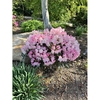 Shrub form with pink flowers