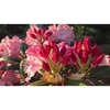 Flowers and red flower buds