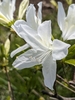 White azalea flowers
