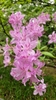 Pink azalea flowers