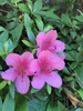 Pink azalea flowers