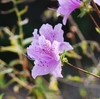 Pink azalea flowers