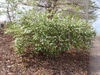 Rhodotypos scandens