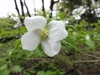 Close up of flower