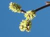 Flowers of var. trilobata