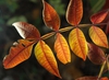 Rhus copallina
