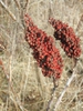 Rhus copallina