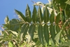 Pinnately compound leaves with 9-11 leaflets.