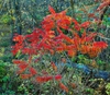 Red fall color