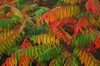 Leaves turn red in the fall.