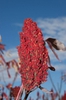Fruits are relished by song birds.