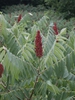 Compound leaves and red fruits.