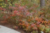 Fall Color Form